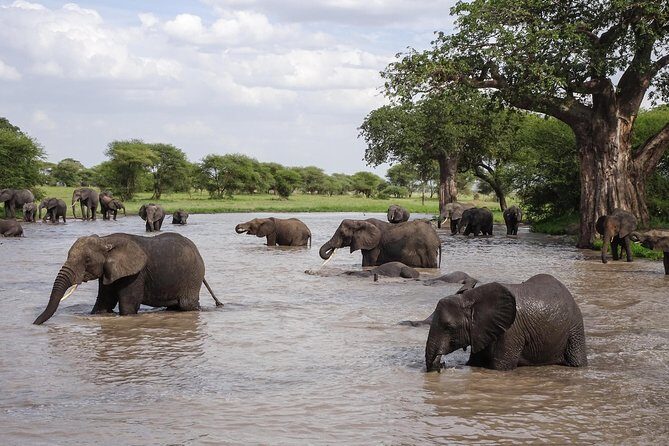 6-Day Budget Lodge Safari in Tanzania - Your Safari Team: Private Transport and the Human Touch