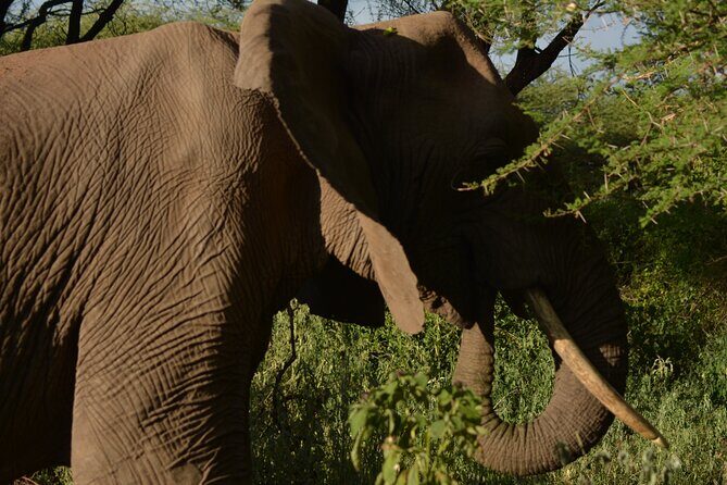 6-Day Essence of Serengeti & Ngorongoro Migration Safari - Day 1: Arusha Pickup, Ngorongoro Conservation Area, and Serengeti Rim Views