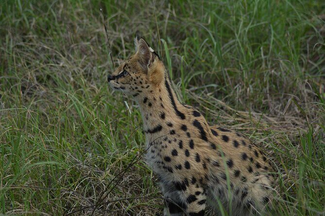 6-Day Essence of Serengeti & Ngorongoro Migration Safari - Day 3: More Serengeti Time, and a Guide to Seasonal Herd Movement