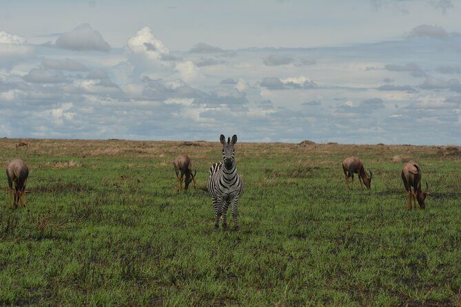 6-Day Essence of Serengeti & Ngorongoro Migration Safari - Day 6: Sunrise at the Crater Edge and High-Density Wildlife in the Bowl