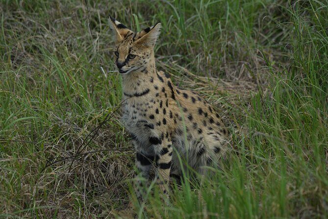 6-Day Essence of Serengeti & Ngorongoro Migration Safari - Price and Logistics: Is $3,713 Worth It?