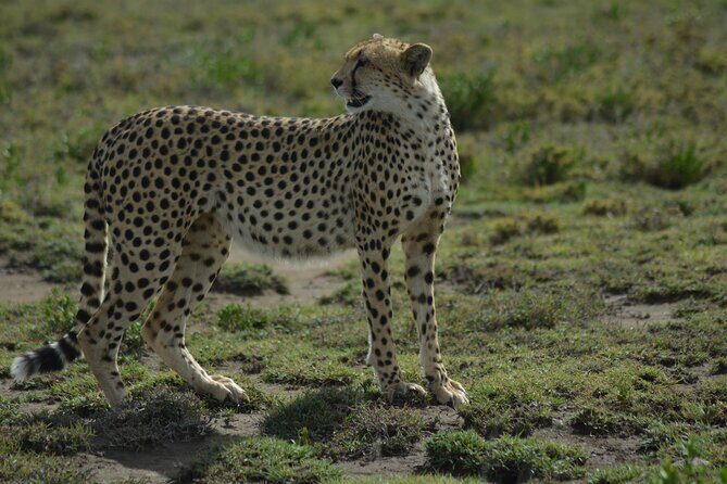 6-Day Essence of Serengeti & Ngorongoro Migration Safari - Day 2: The Big Serengeti Morning Game Drive and the Herd Numbers That Matter