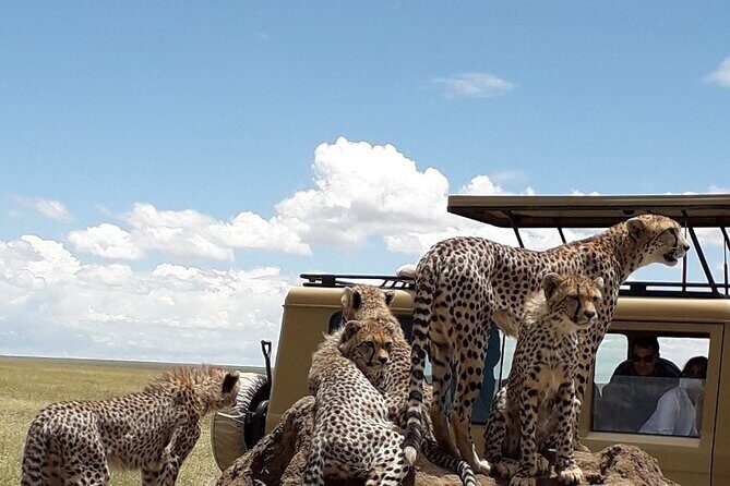 6 Day Group Camping Safari Tarangire Serengeti Ngorongoro Manyara - Budget camping safari across Tarangire, Serengeti, Ngorongoro, and Manyara