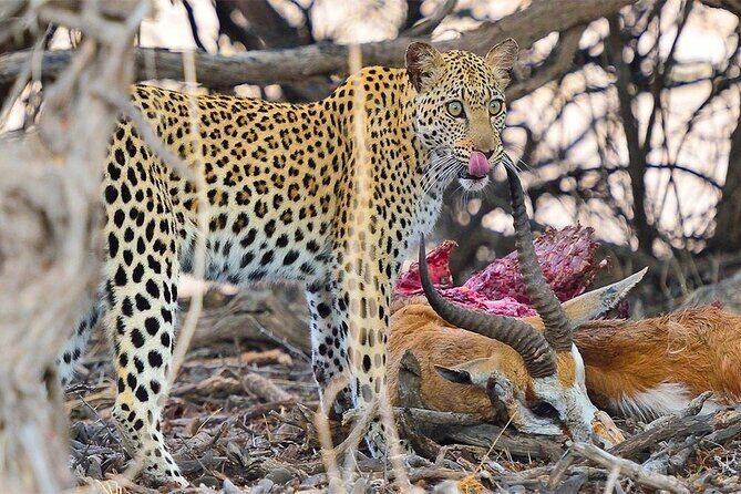 6 Day Group Camping Safari Tarangire Serengeti Ngorongoro Manyara - How a private guide changes your odds of a great safari