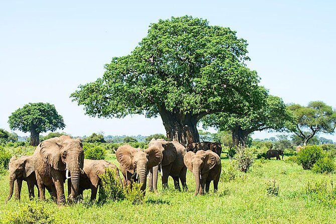 6 Day Group Camping Safari Tarangire Serengeti Ngorongoro Manyara - Price and what you really get for $1,370 per person