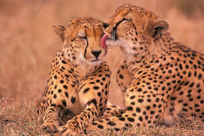 6-Day Honeymoon Safari Tour Package in Tanzania - What makes this honeymoon safari feel relaxed (even with long drives)