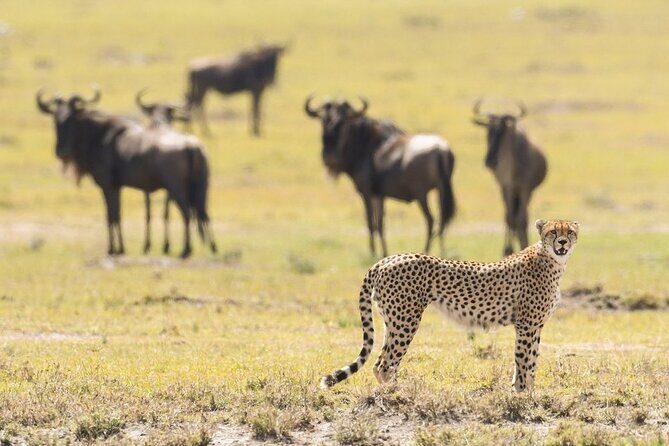 6-Day Honeymoon Safari Tour Package in Tanzania - Serengeti National Park: the Seronera River area and a long wildlife day