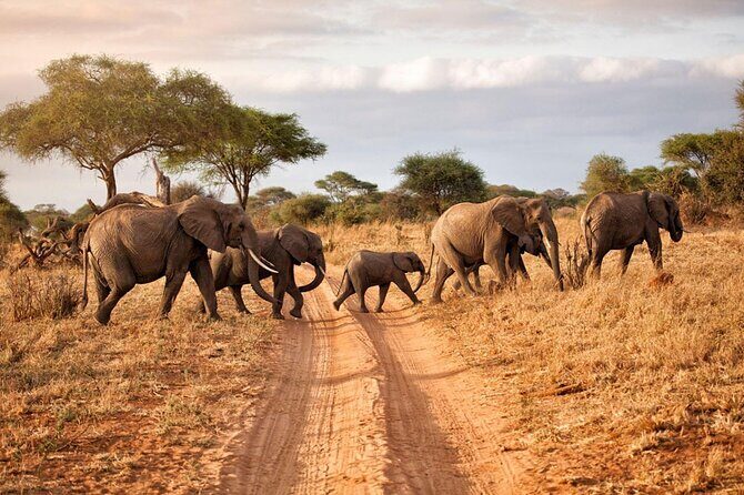 6-Day Luxury Tanzania Premium Safari - Key Highlights You’ll Actually Feel