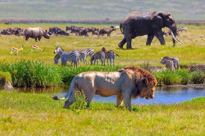 6-Day Luxury Tanzania Premium Safari - Price and value at $11,700 per person: what’s included, what’s extra
