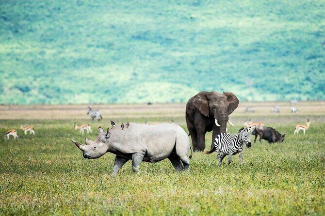 6-Day Luxury Tanzania Premium Safari - Tarangire National Park: elephants and acacia plains with a guide at the wheel