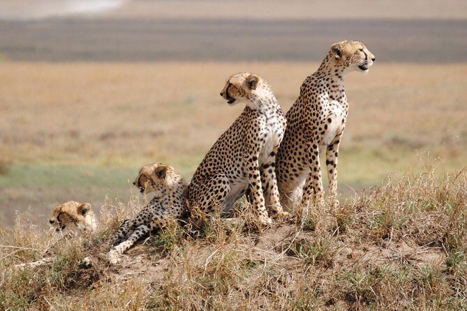 6 Day: Magnificent Wildlife Adventure - Arusha pickup and the open-roof 4x4 that changes everything