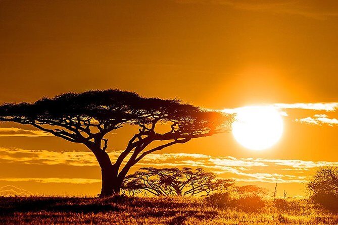 6 Day: Magnificent Wildlife Adventure - A flexible Serengeti day: choose your rhythm, then scan harder