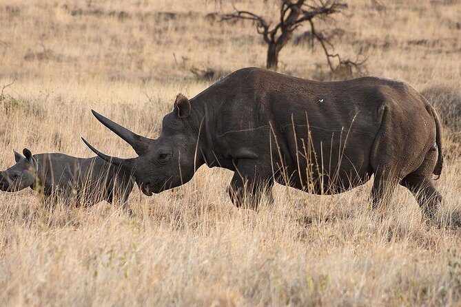 6 Day: Magnificent Wildlife Adventure - Lake Manyara after the crater walls: hippo lake picnic and blue monkey searching