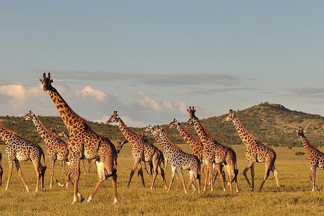6 Day: Magnificent Wildlife Adventure - Price and value: is $5,000 per person a good deal?