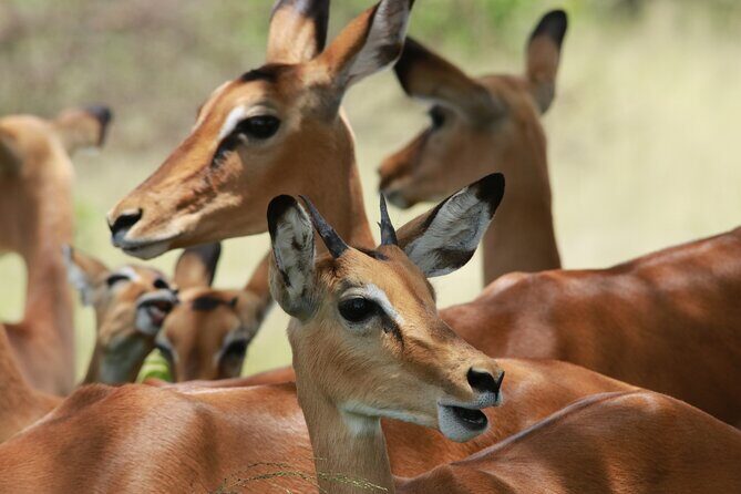 6-Day Northern Safari - Serengeti arrival from Ngorongoro Conservation Area: you feel the scale