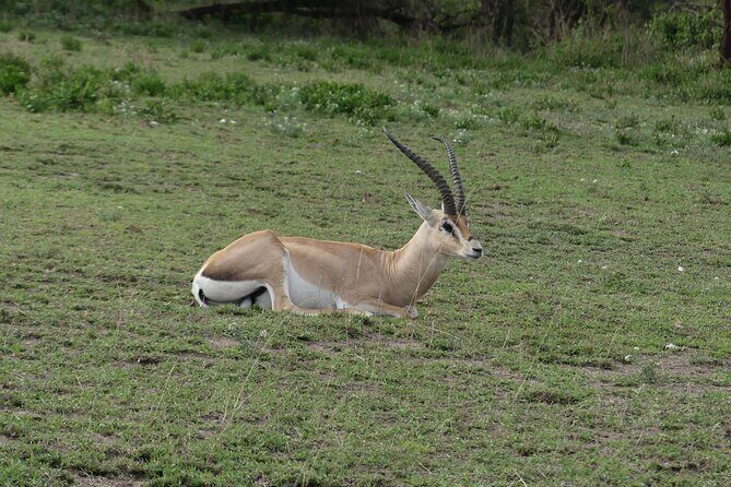 6-Day Northern Safari - The big Serengeti day: predators, migration chances, and 10 hours in the wild