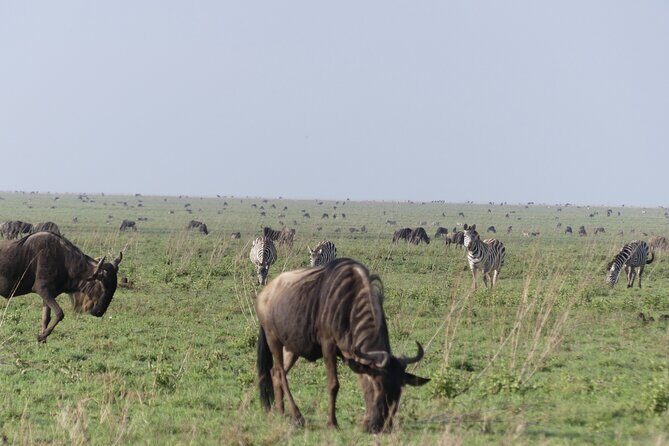 6-Day Northern Safari - Ngorongoro Crater day: sunrise tea, caldera history, and black rhino country