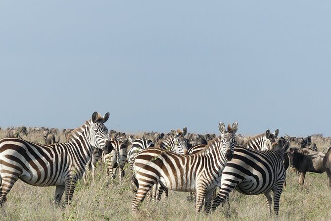 6-Day Northern Safari - Arusha and Moshi: the easy landing at Pazuri Inn