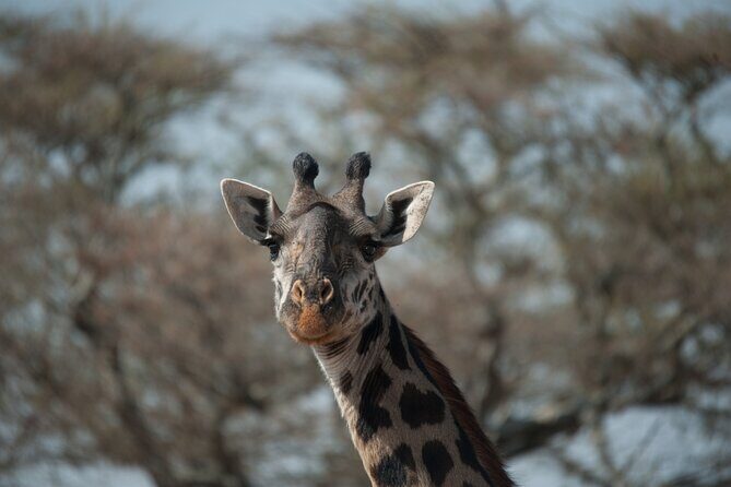 6-day Private Camping Safari Tour from Kilimanjaro Airport - Price and What You Get for $2,400 a Person