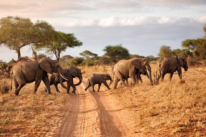 6-Day Serengeti Migration: Private Safari with Mid-range Luxury - Tarangire first: baobabs, elephants, and a proper game-drive start
