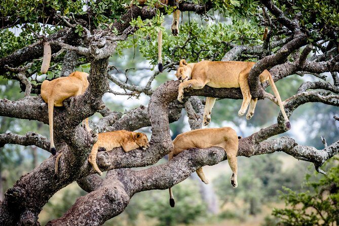 6-Day Serengeti Migration: Private Safari with Mid-range Luxury - A full day in Serengeti: slow safari, smarter searching