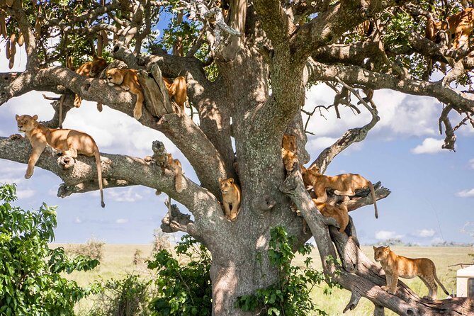 6-Day Serengeti Migration: Private Safari with Mid-range Luxury - The Ngorongoro crater floor: hippo lake picnic and a full wildlife day