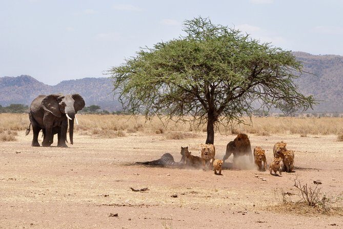 6-Day Serengeti Migration: Private Safari with Mid-range Luxury - Lodging and vehicle comfort for mid-range luxury