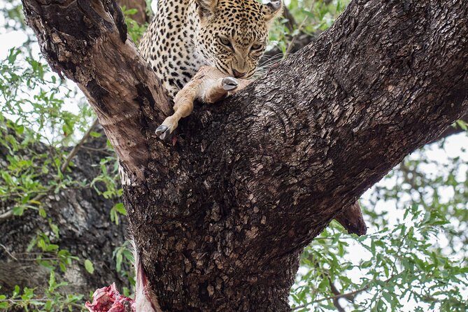 6-Day Serengeti Migration: Private Safari with Mid-range Luxury - Price and value: what $5,340 includes and what to budget for