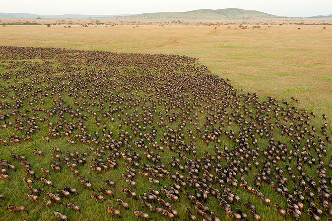 6-Day Serengeti Migration: Private Safari with Mid-range Luxury - Serengeti mornings and Seronera valley drives