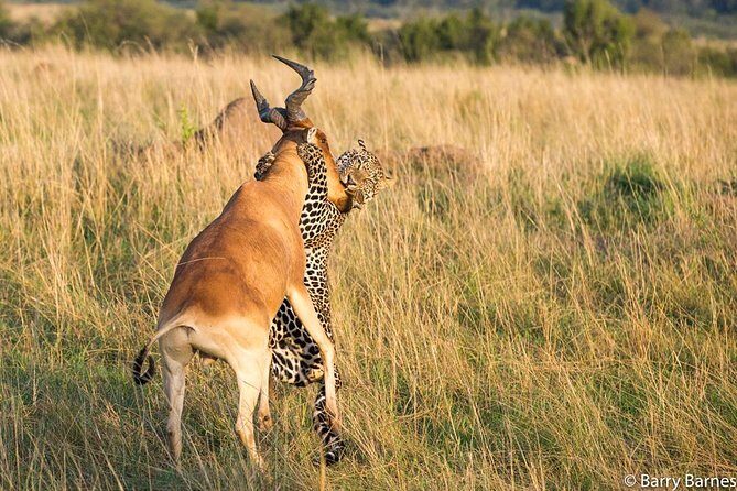 6 Day Serengeti wildebeest migration Camping Safari - Inside Ngorongoro at Daybreak Day 6: Rhinos, Gazelles, Wild Dogs, and 500+ Birds