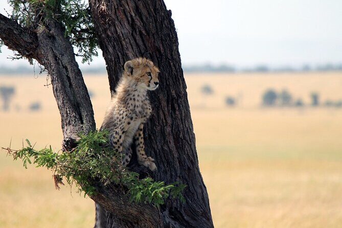 6-Day Tanzania Adventures Safaris - Group Joining Camping Safaris - Arusha pickup at 7:30am: what your day tempo really looks like