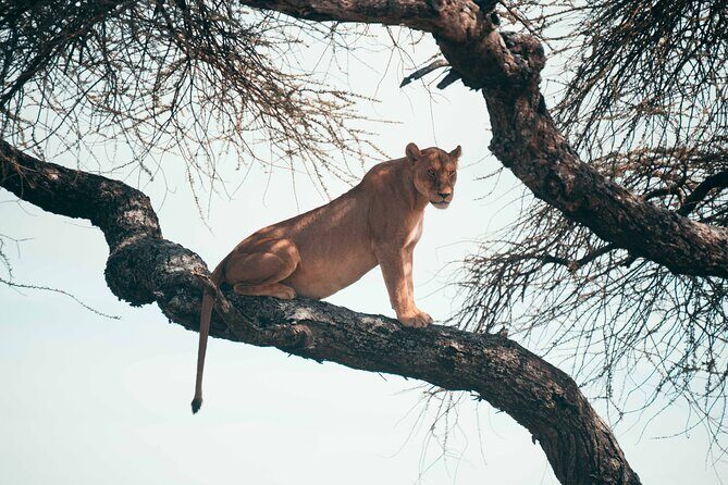 6-Day Tanzania Safari Experience – Midrange - The Northern Circuit in 6 Days: Why This Mix Works
