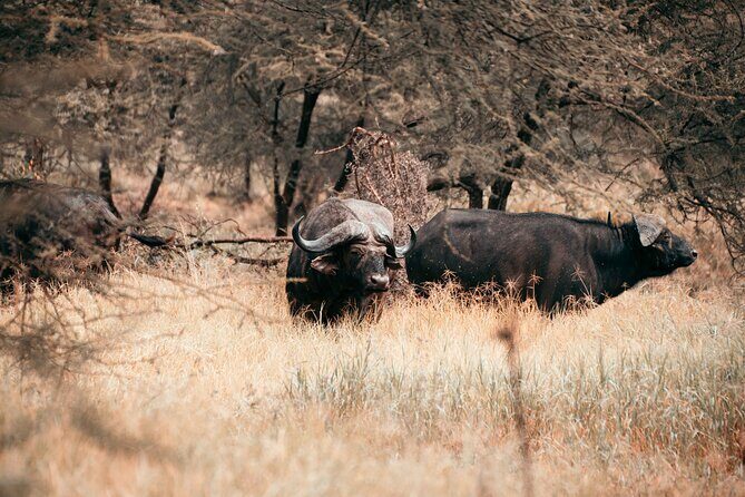6-Day Tanzania Safari Experience – Midrange - Tarangire National Park and Maramboi Tented Lodge: Elephants Plus Baobabs
