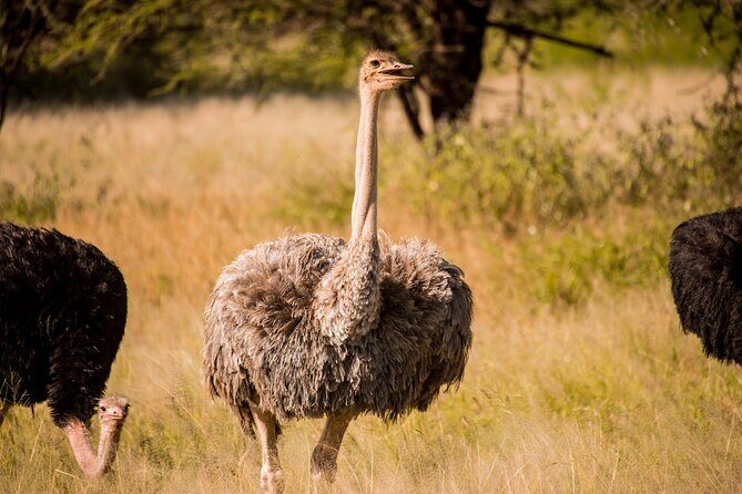6-Day Tanzania Safari Experience – Midrange - Serengeti in Real Time: Acacia Serengeti Camp and the Big-Game Feel