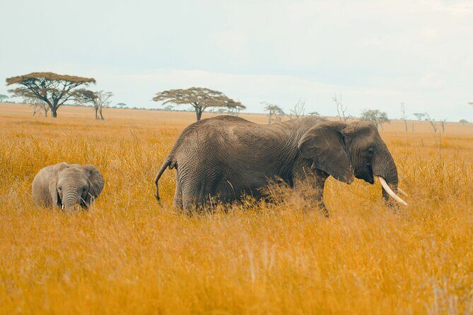 6-Day Tanzania Safari Experience – Midrange - From Serengeti to Ngorongoro: Picnic Lunch, Then the Crater Build-Up