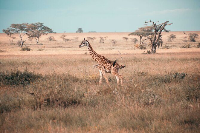 6-Day Tanzania Safari Experience – Midrange - Ngorongoro Crater: Lions, Rhinos, Hippos, and That Natural Amphitheater Moment