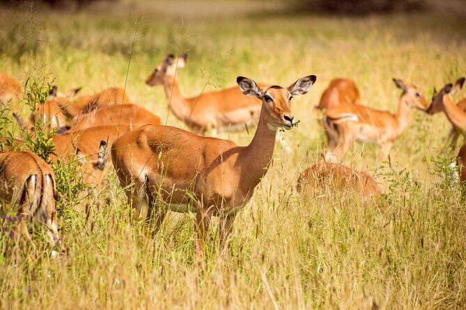 6-Day Tanzania Safari Experience – Midrange - Price and Value: What the $1,300 Really Covers