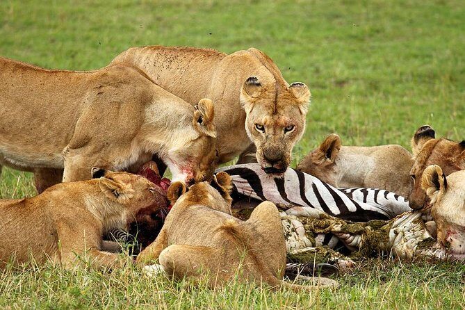 6 Day Tanzania Wildlife Mid range Safari - Ngorongoro Crater: the 600-meter drop where predators feel close