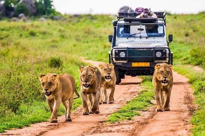 6-Day Unforgettable Tour in Tanzania - A 6-day Tanzania wildlife circuit that fits real schedules