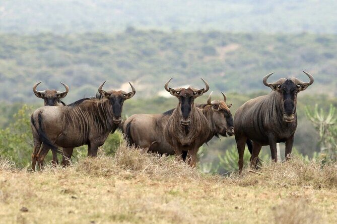 6-Day Unforgettable Tour in Tanzania - Day 4 Ngorongoro Conservation Area and the back-road switch