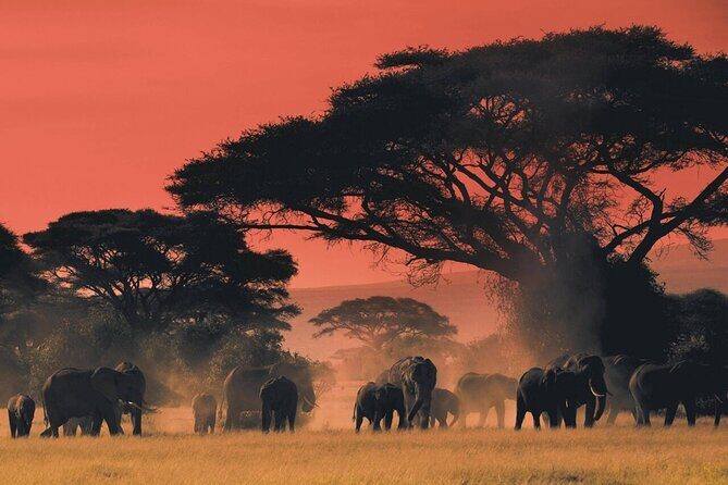 6-Day Unforgettable Tour in Tanzania - Day 5 crater day and the long game drive rhythm
