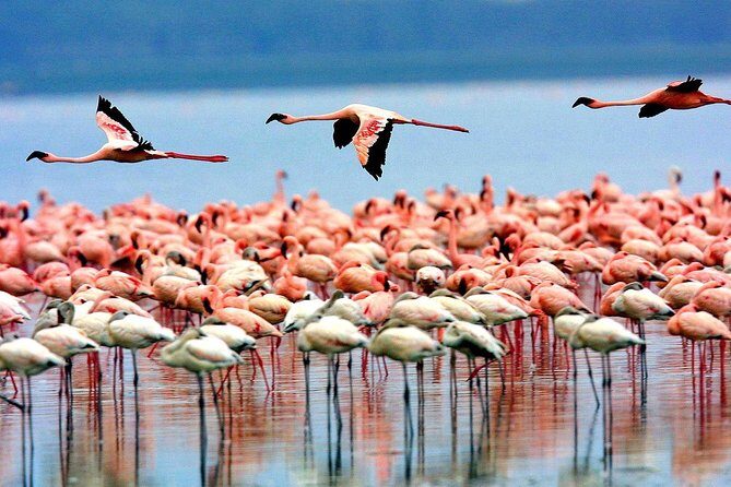 6 Days 5 Nights lodge safari Tarangire, Manyara, Serengeti & Ngorongoro Crater - Day 5: Morning Safari Energy, Then the Transfer Toward Ngorongoro