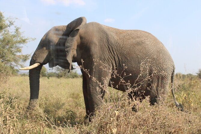 6 Days Adventure Towards Serengeti, Ngorongoro and Tarangire - Road to Ngorongoro and Olduvai Gorge Options (So You Don’t Miss the Detour)