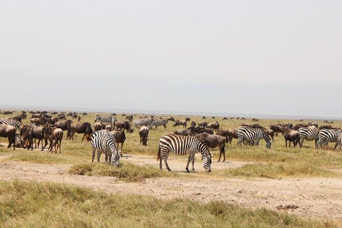 6 Days Adventure Towards Serengeti, Ngorongoro and Tarangire - Ngorongoro Crater Early Descent: Lions, Rhinos, and a Picnic Lunch Inside