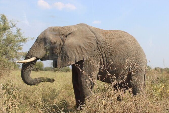 6 Days Adventure Towards Serengeti, Ngorongoro and Tarangire - Price and Value: What $3,789 Per Person Covers (and Why It Might Be Worth It)