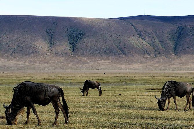 6 Days - Best of Nothern Parks Safari - Day 1: Arusha to Tarangire for elephants, baobabs, and a good first rhythm