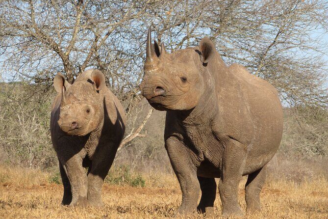 6 Days Big Five Tanzania Safari - Kilimanjaro Airport to Arusha: start strong, not stressed