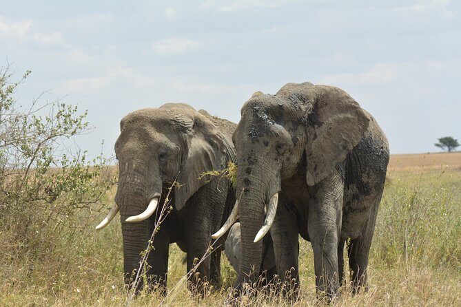 6 Days Big Five Tanzania Safari - Ngorongoro Crater: the deep descent that changes the whole game