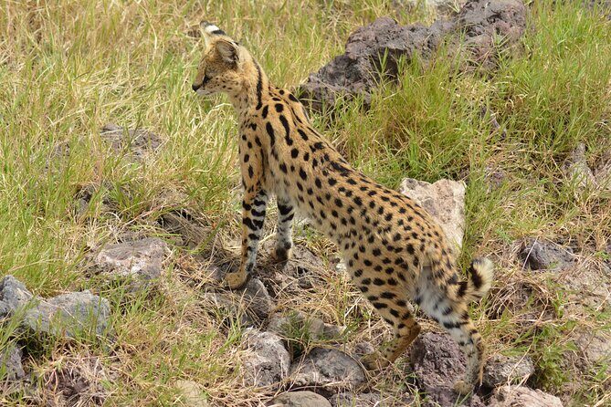 6 Days Big Five Tanzania Safari - Arusha wrap-up: a school visit and SHANGA crafts instead of a rushed airport sprint