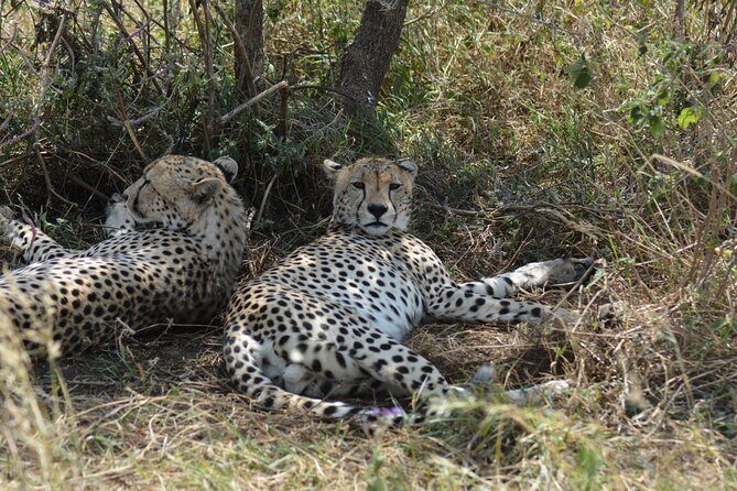 6 Days Big Five Tanzania Safari - The pace and driving time: thrilling, but plan for it